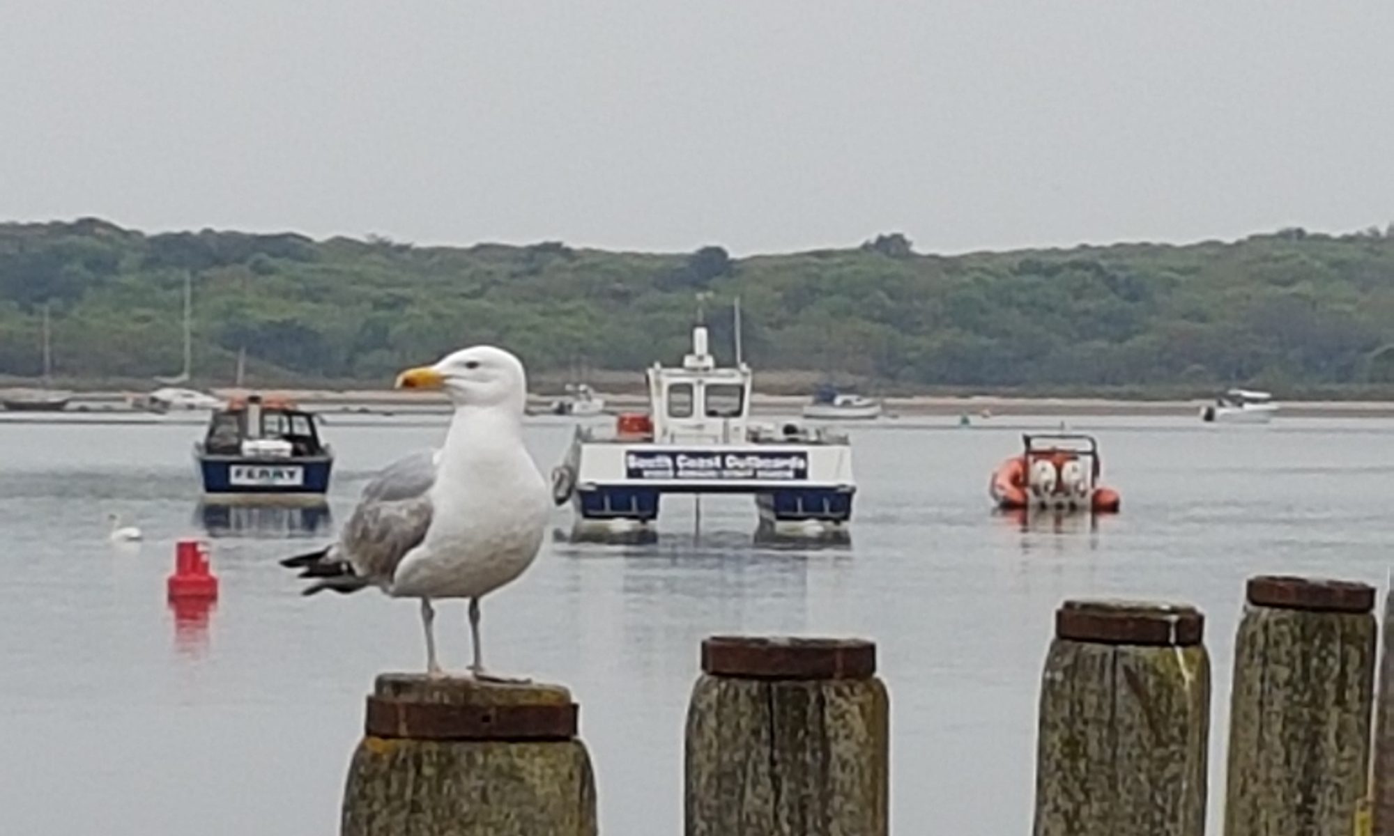 George Seagull